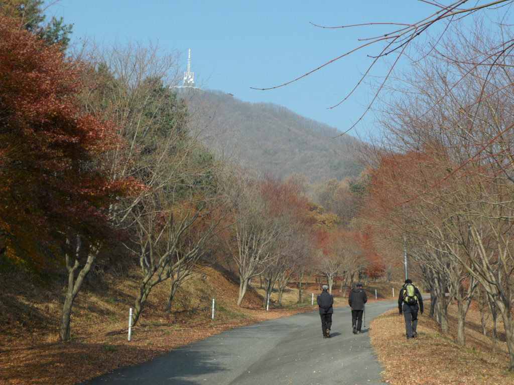단풍나무 이미지
