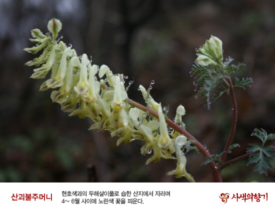 산괴불주머니 이미지