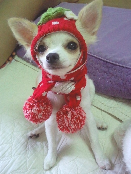 꼬맹이 이미지