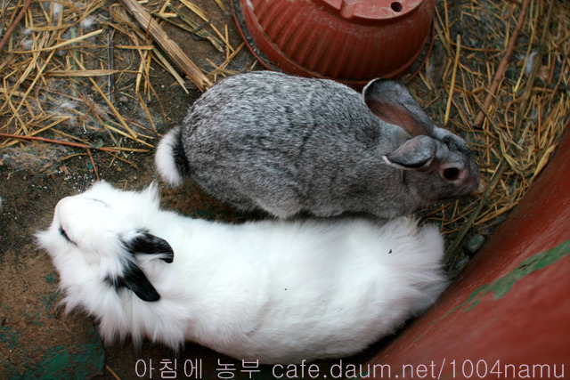 꿈꾸는토끼 이미지