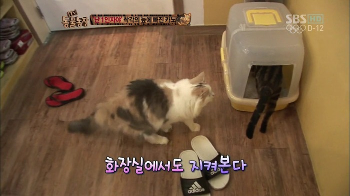 흥미로운 고양이들의 세계 | 인스티즈