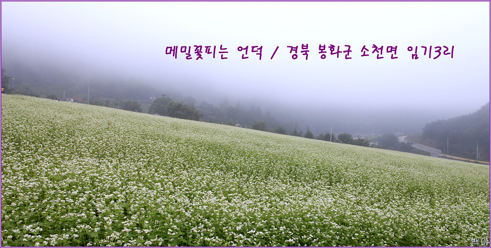 꽃피는언덕 이미지