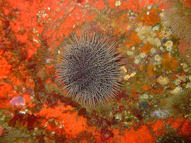 135766574D4E96233AF093