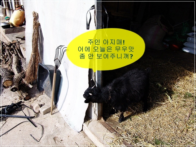 시골냉장고 이미지