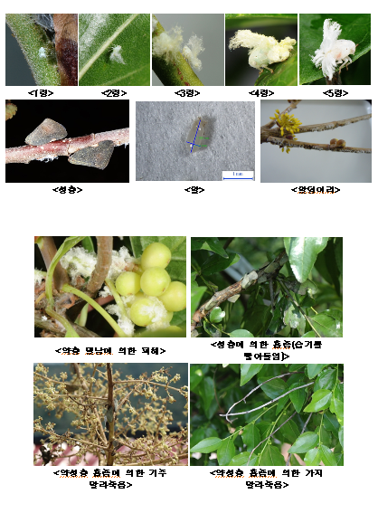 갈색장터 이미지