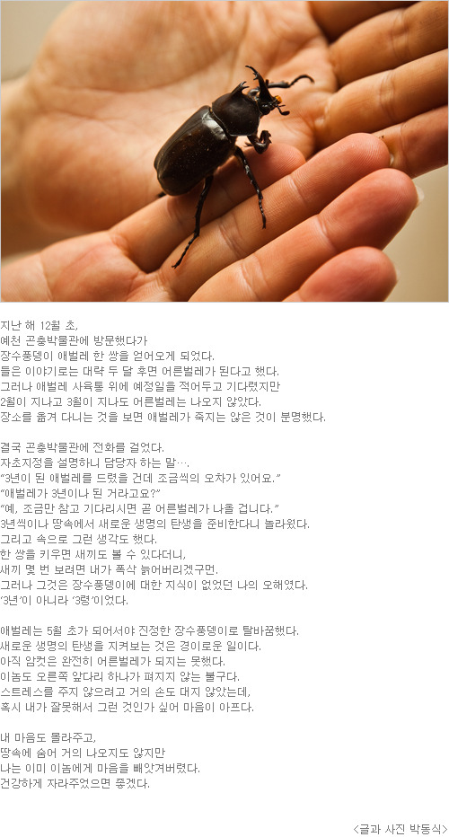 풍뎅이 이미지