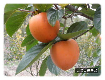 대봉환경 이미지
