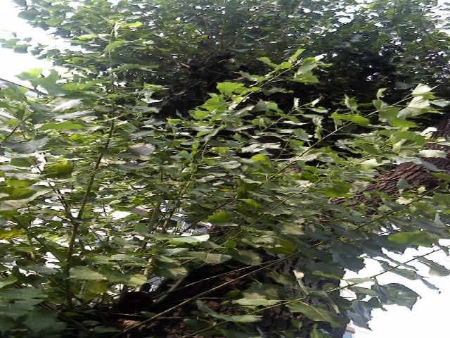 삼천궁녀 이미지