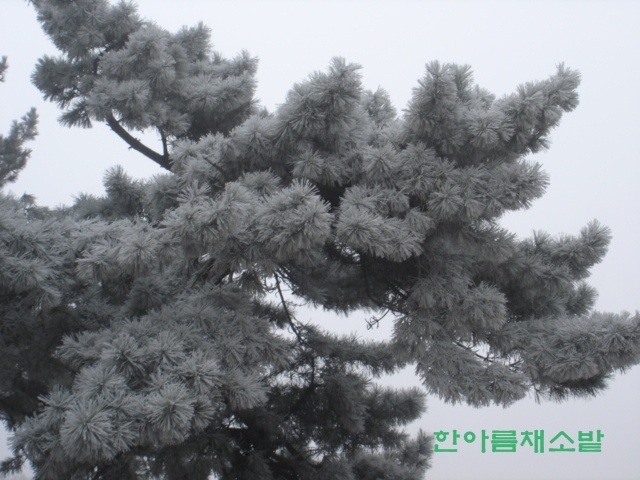 백송이 이미지