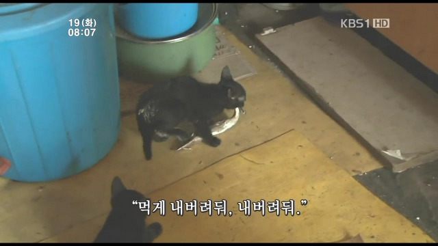 고양이 구박하는 훈할머니.JPG | 인스티즈