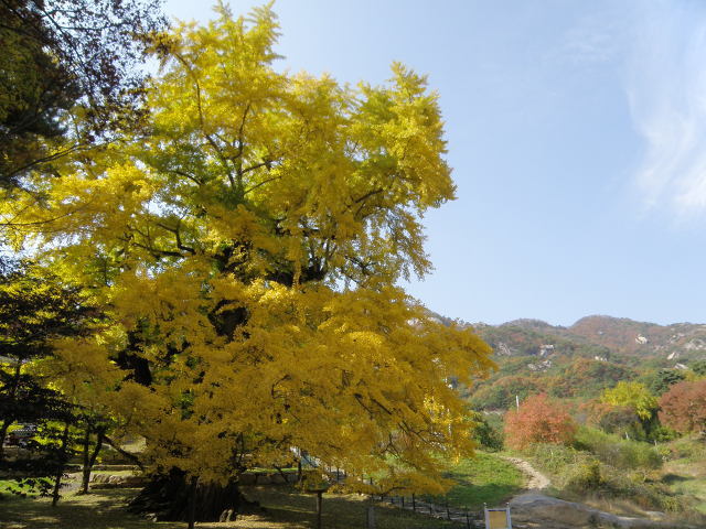 (주)행복은행나무 이미지