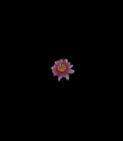 봉오리 이미지