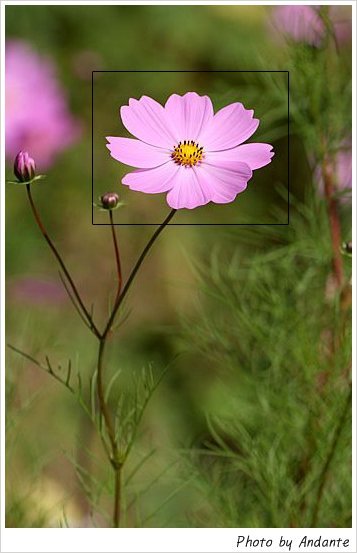 송이와다발 이미지