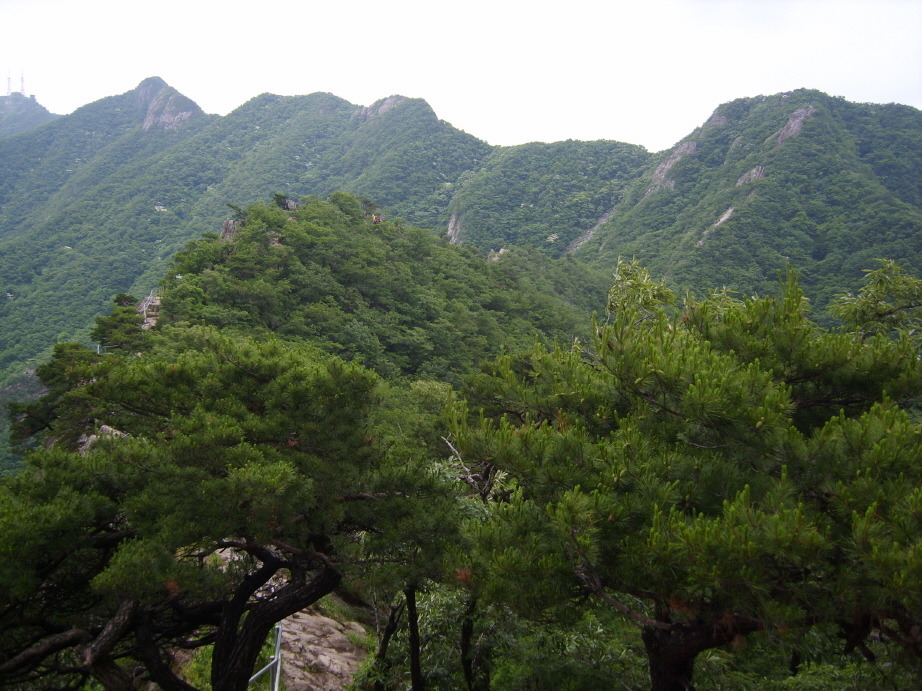 도반산약초 이미지