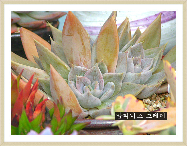 콜리스 이미지