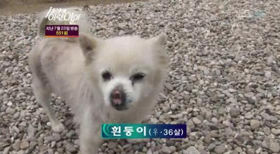 흰둥이 이미지