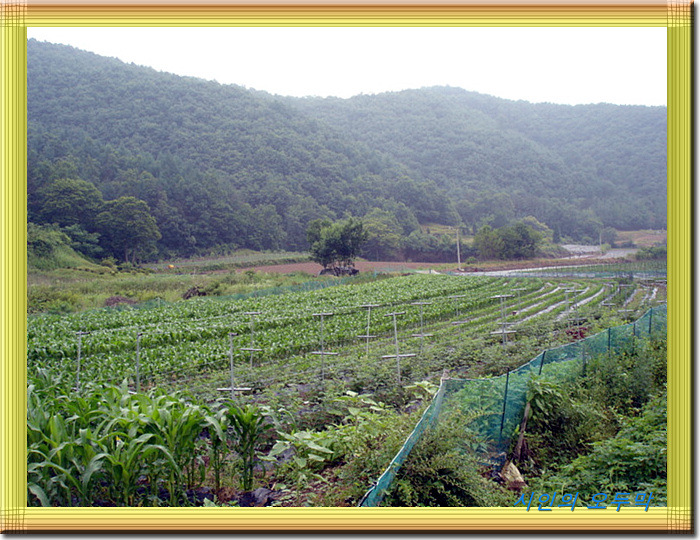 옥수수밭 이미지
