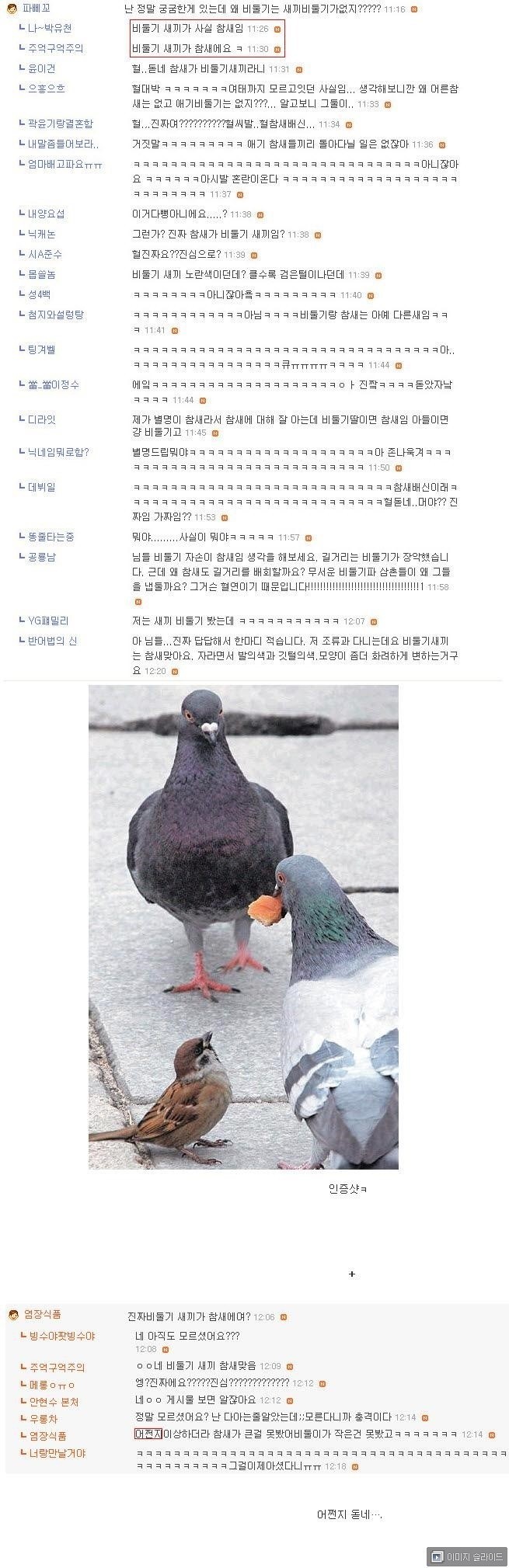 대한민국 조류 미스테리 | 인스티즈