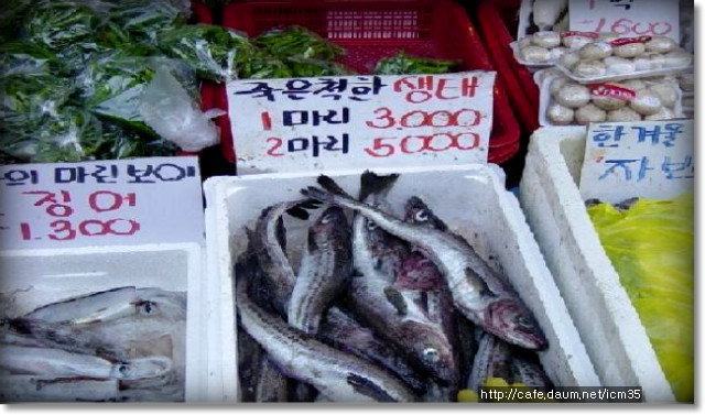 생태한마리 이미지