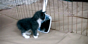 집사들이 고양이와 놀 수 밖에 없는 이유.gif | 인스티즈