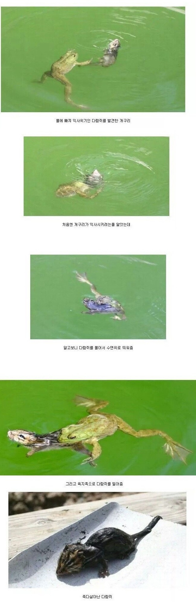 개구리 수준..어휴 | 인스티즈