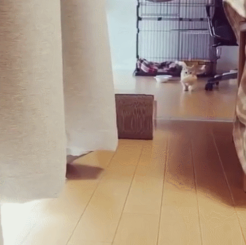 먹이 잡아왔다냥 | 인스티즈