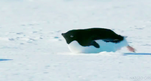 [펭귄] 보는 것만으로도 시원해지는 펭귄 배 썰매.gif | 인스티즈