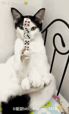 고양이의 놀라운 집중력.gif | 인스티즈