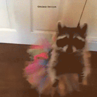 사람 코스프레하는 라쿤 짤 모음.gif | 인스티즈