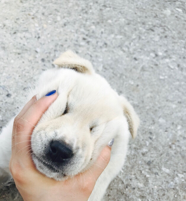 댕댕이 보고가세요 | 인스티즈