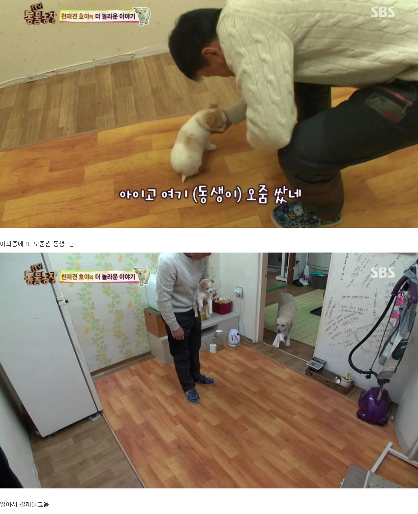 동물농장 완전 똑똑한 멍멍이 | 인스티즈