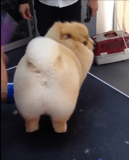 미용하다가 주인 발견한 .gif | 인스티즈