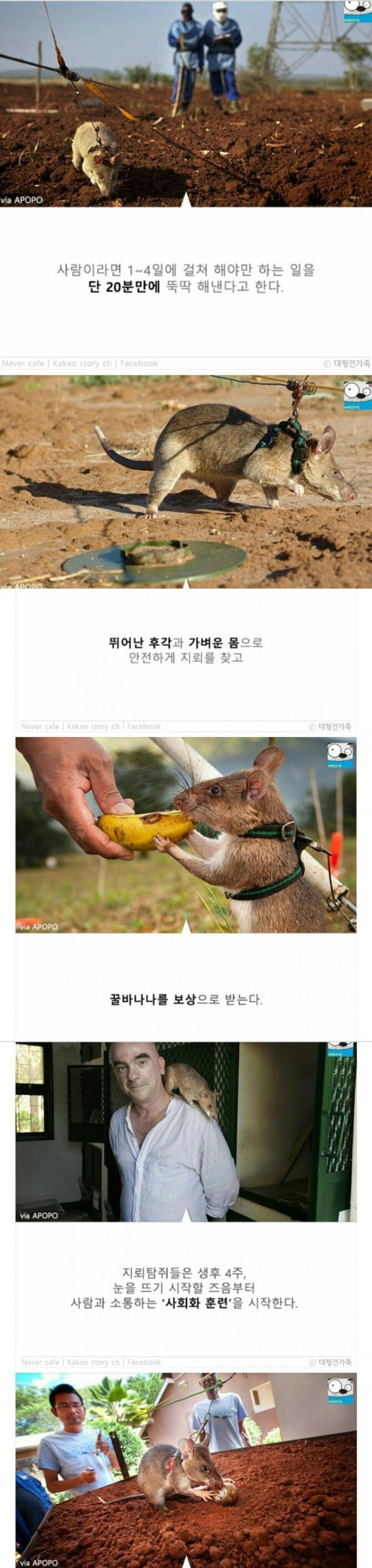 성공률 100％ 사망률 0％ | 인스티즈