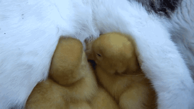 새끼오리와 고양이 | 인스티즈