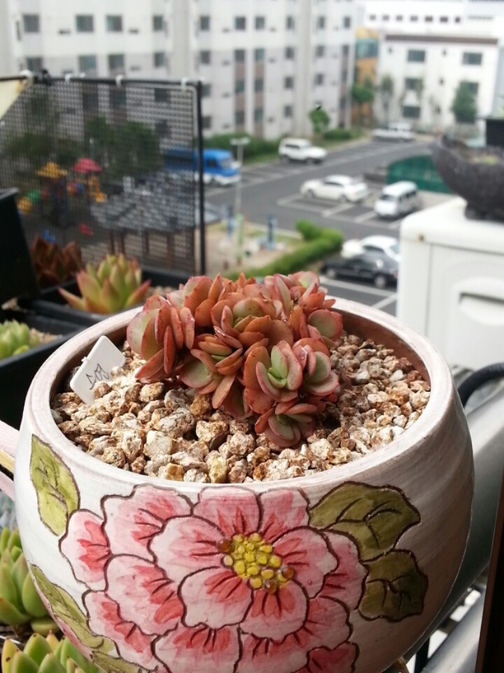 수연다육 이미지