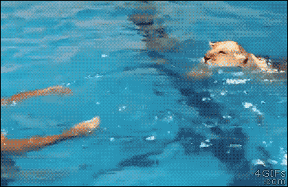 고양이과 사자.GIF | 인스티즈