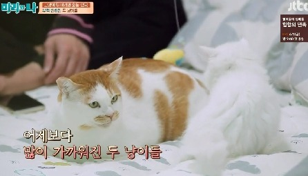 [마리와나] 뚱보냥 호동이 다이어트 시키기 (feat.먼지) | 인스티즈