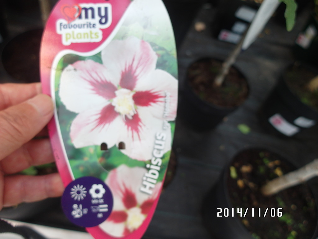 하마보 이미지