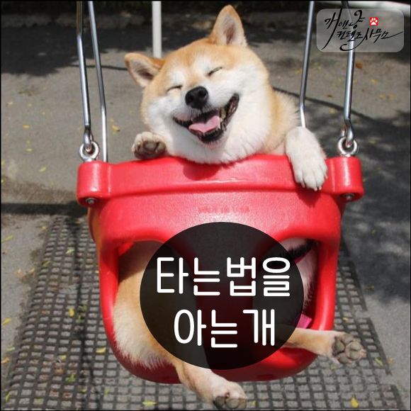 [강아지] 타는법을 아는개 | 인스티즈