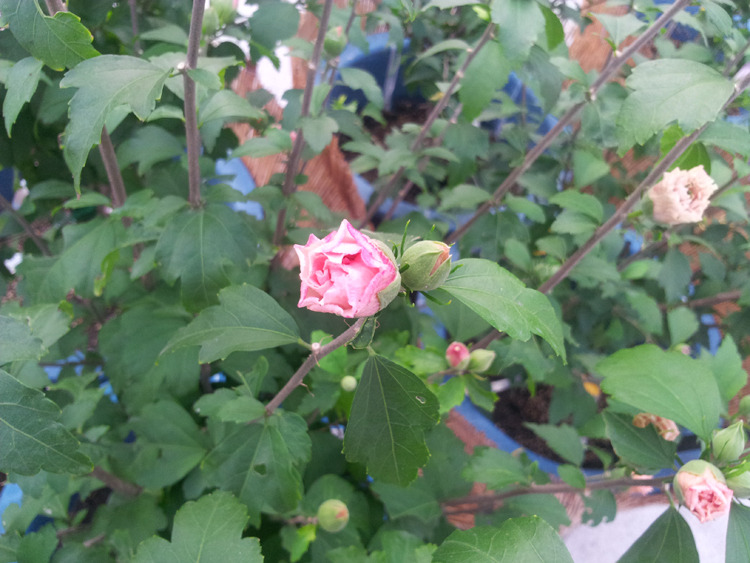 하마보 이미지