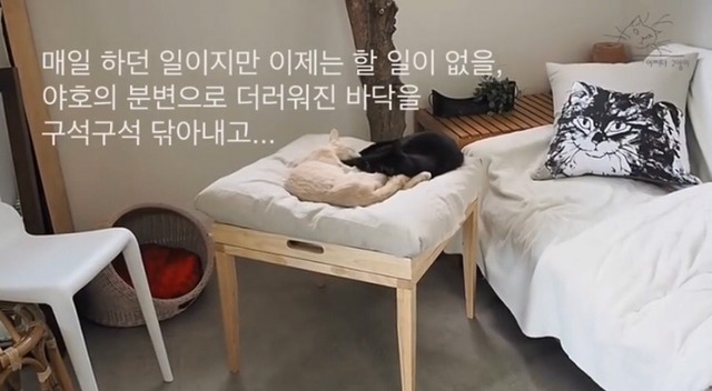 내 고양이의 장례식(슬픔주의) | 인스티즈