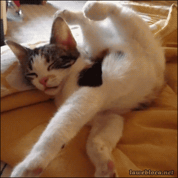 잠버릇 이상한 고양이 .gif | 인스티즈