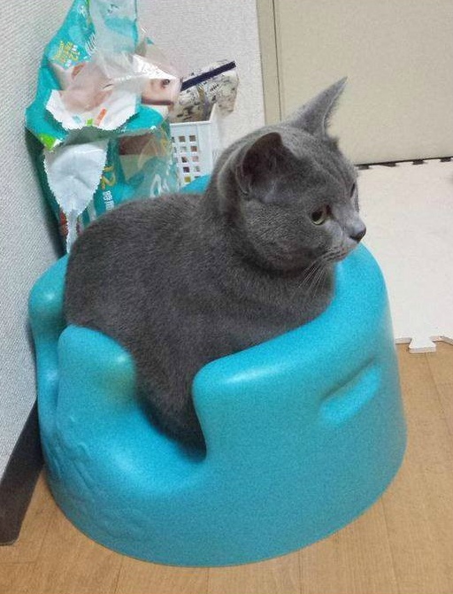 [고양이] 아기의자에 앉은 고양이.jpg | 인스티즈