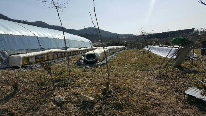 꿀맛 이미지