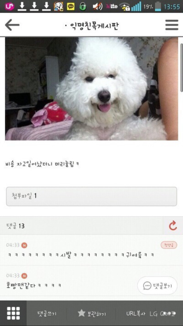 평화로운 익친이네 개들.jpg | 인스티즈