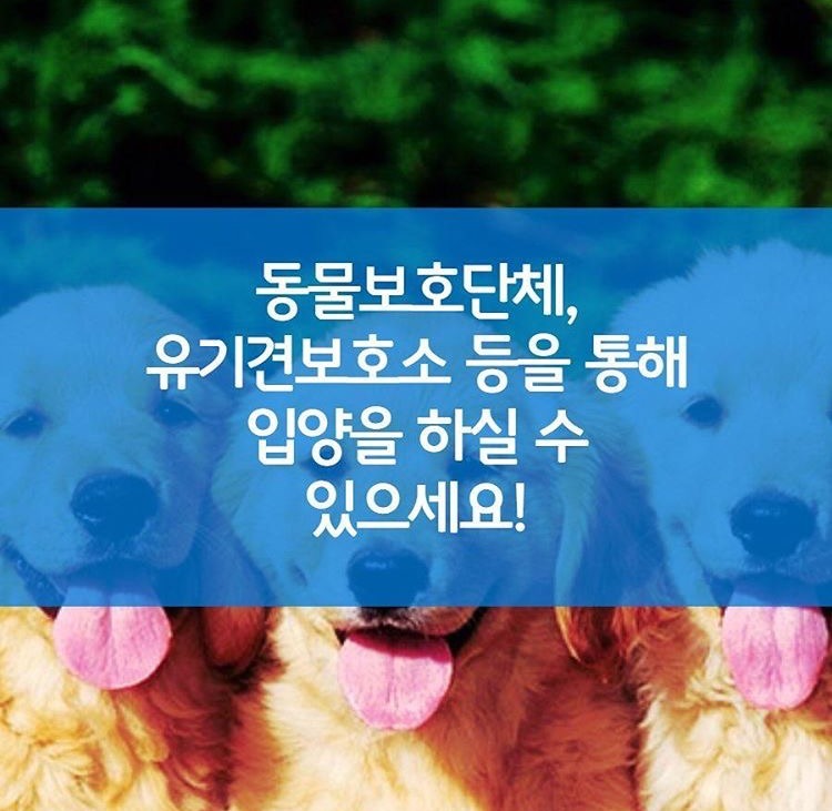 강아지 사지말고 입양하세요 | 인스티즈