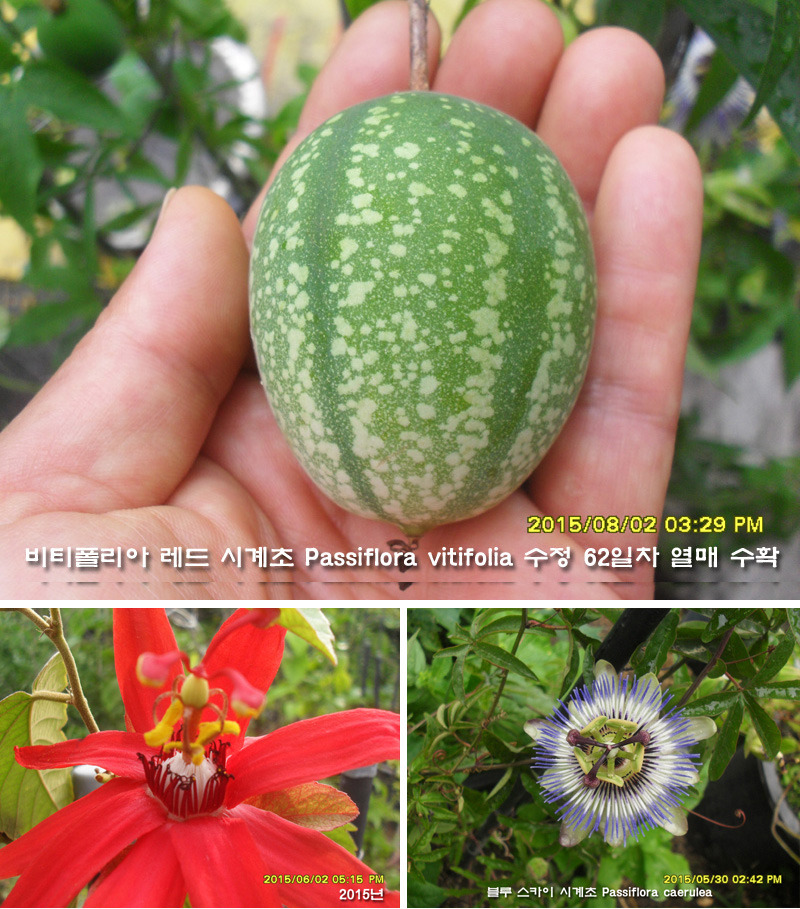 비티 이미지