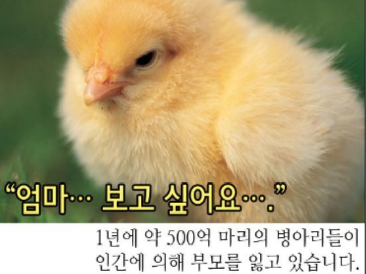 치킨이 먹고 싶어지는 짤 | 인스티즈