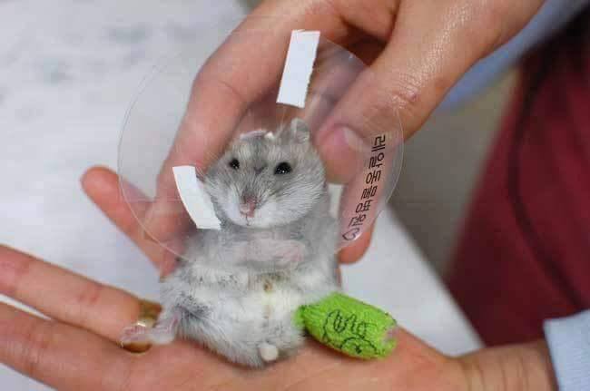 깁스한 햄토리 | 인스티즈