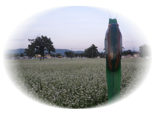 꽃일다 이미지